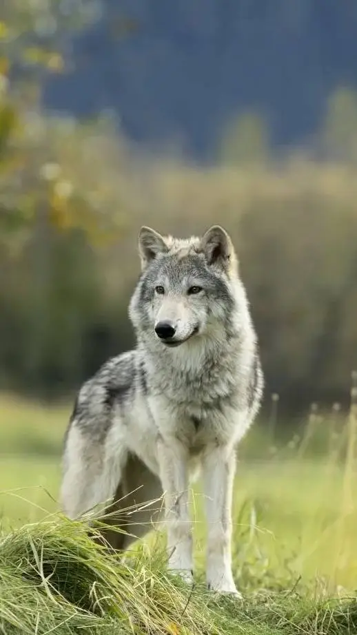 ai character: wolf v0re background