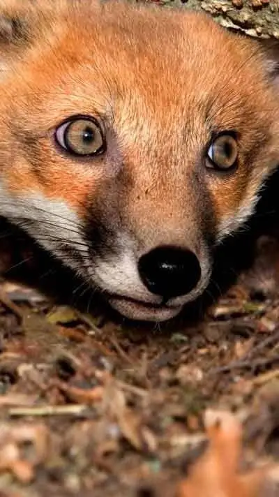 ai character: boopable foxies background