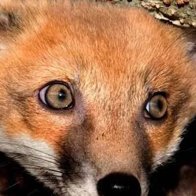 chat with ai character: boopable foxies