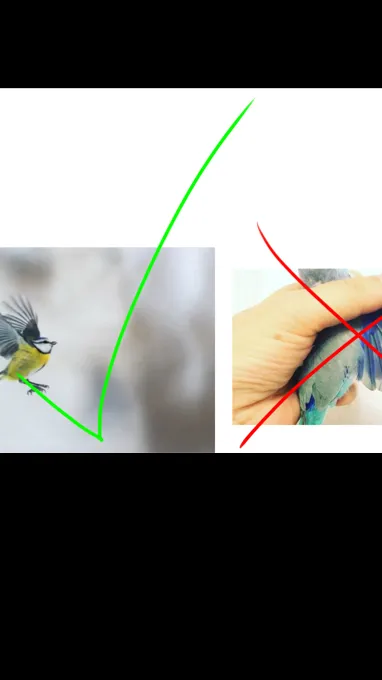 ai character: No wing clipping background