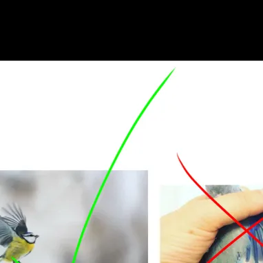 chat with ai character: No wing clipping