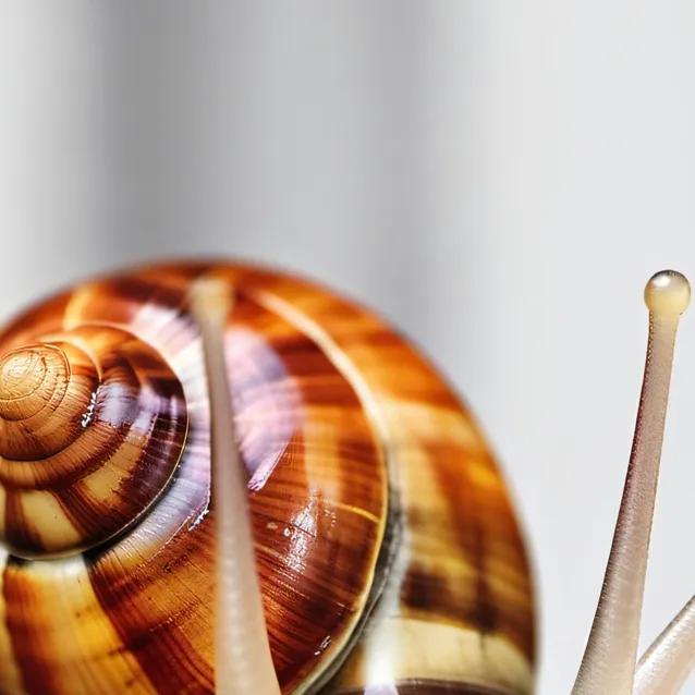 chat with ai character: snail