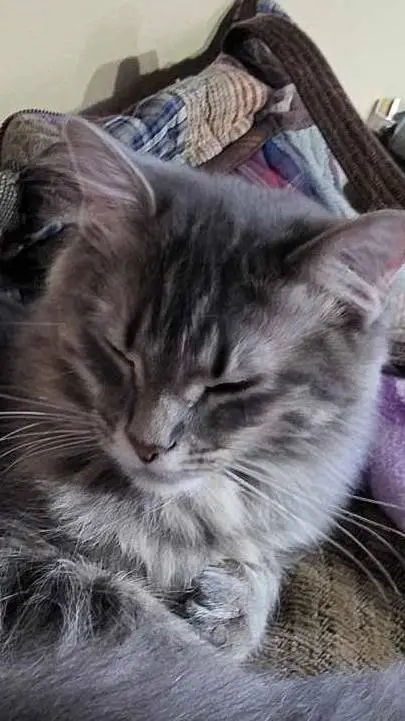 ai character: My Kitten *Irl* background