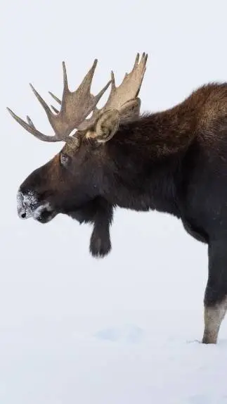 ai character: moose  background