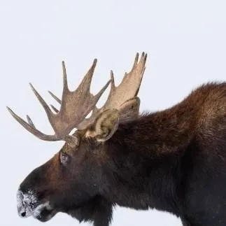 chat with ai character: moose 