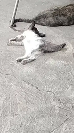 ai character: White Oreo the cat background
