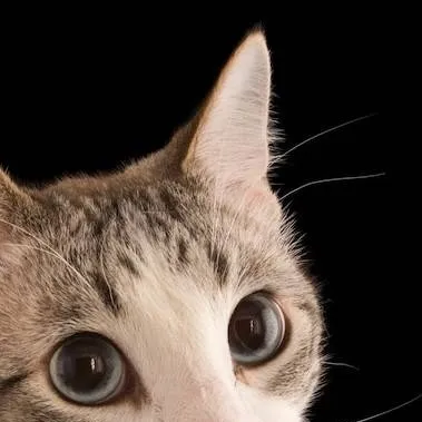 chat with ai character: Larry team