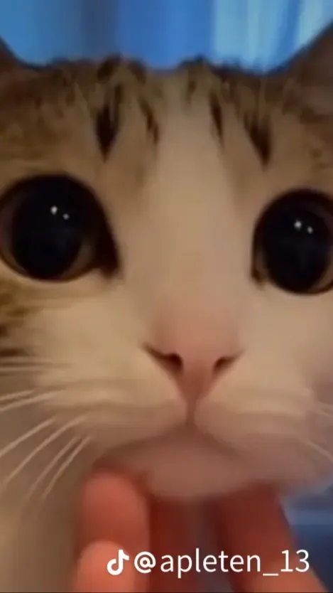 ai character: ITFT🔥🔥 background