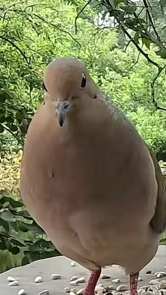ai character: Mourning dove background