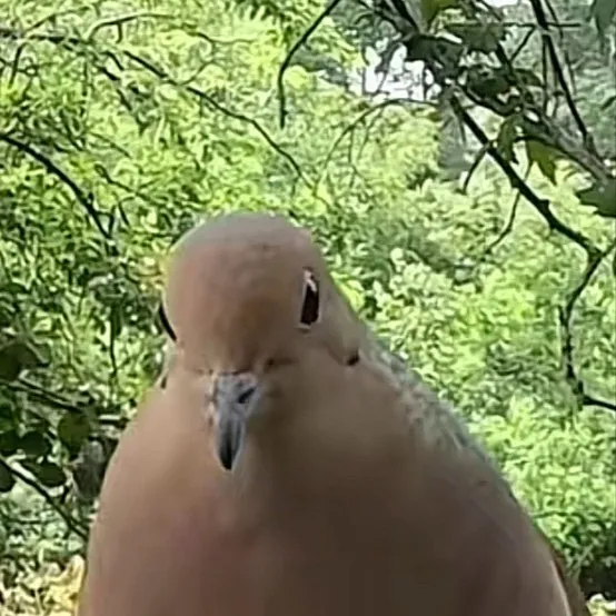 chat with ai character: Mourning dove