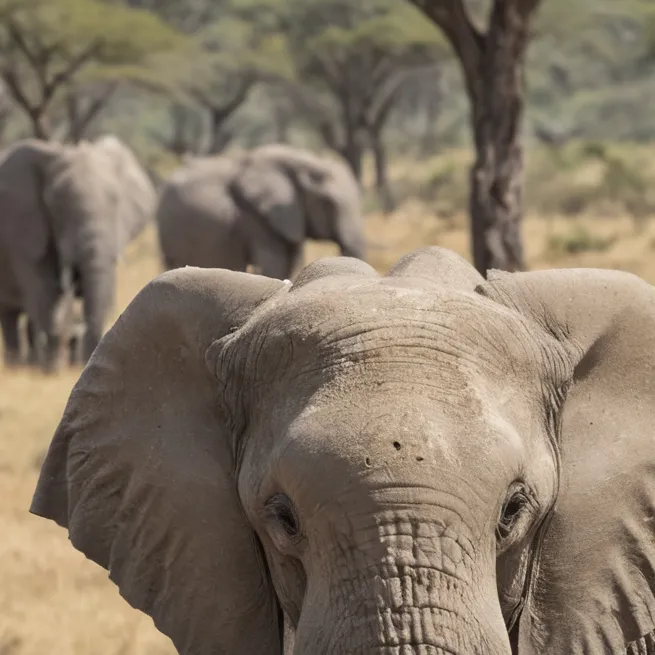 chat with ai character: elephant herd
