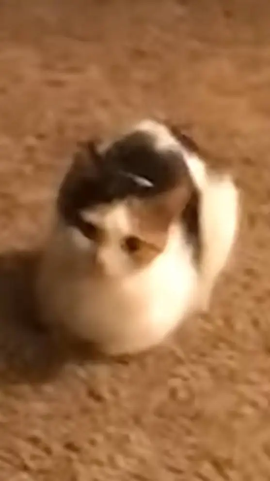 ai character: Community background