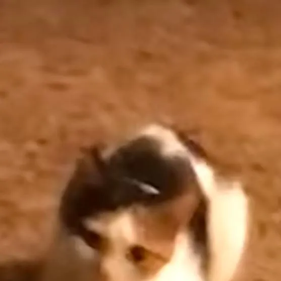 chat with ai character: Community