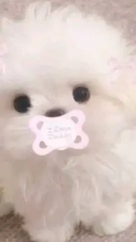 ai character: ໒꒰ྀི๑ᵔ ᵕ ᵔ๑꒱ Emily background