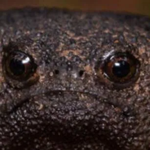 chat with ai character: mha party