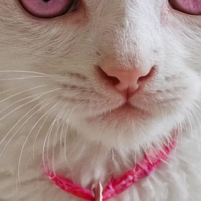 chat with ai character: Jewels ￼