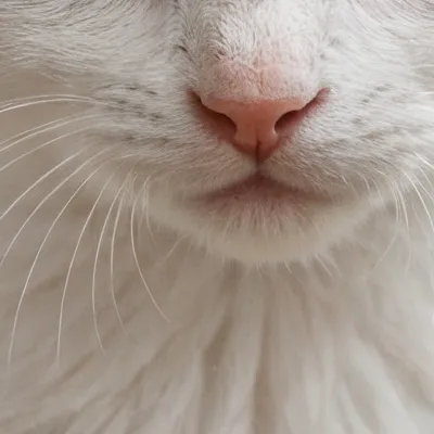 chat with ai character: Golden 