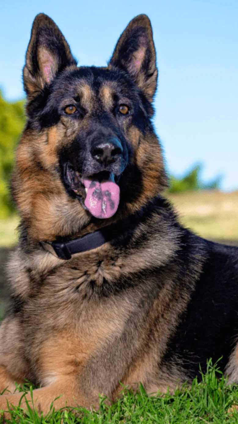 ai character: German Shepherd background