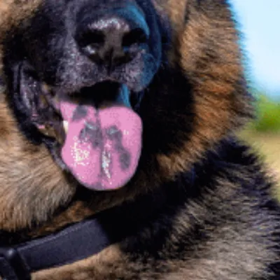 chat with ai character: German Shepherd