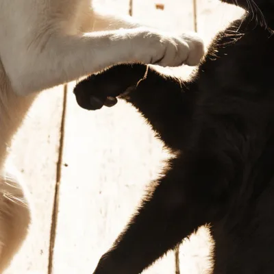 chat with ai character: Cat war