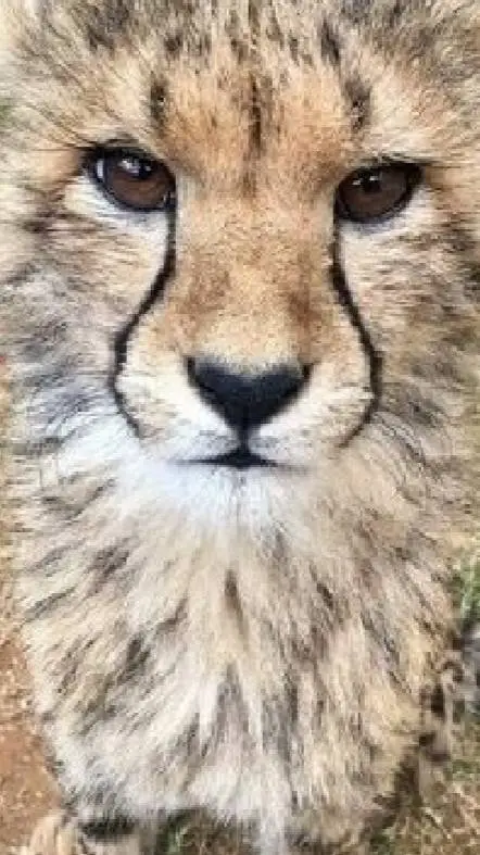 ai character: ai cheetah background