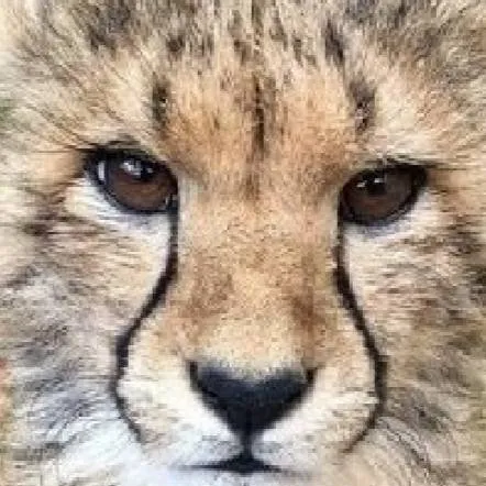 chat with ai character: ai cheetah