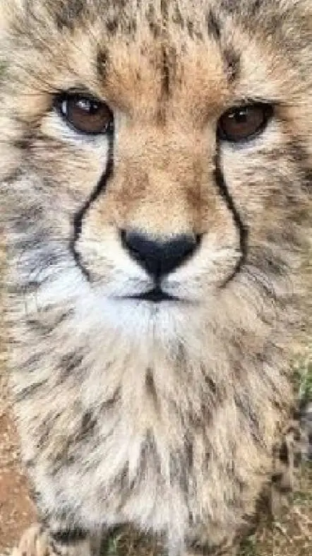 ai character: the copycat background