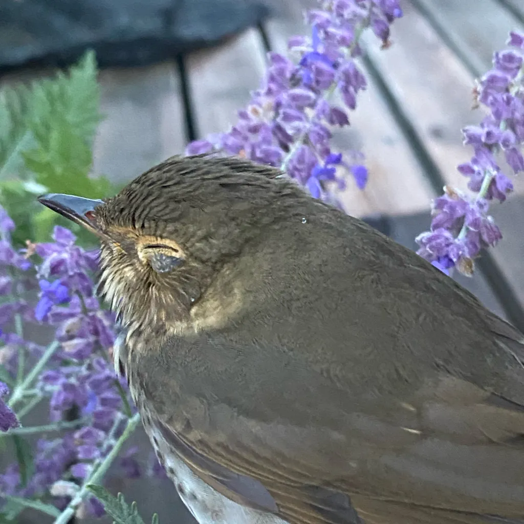 chat with ai character: Zodiac signs