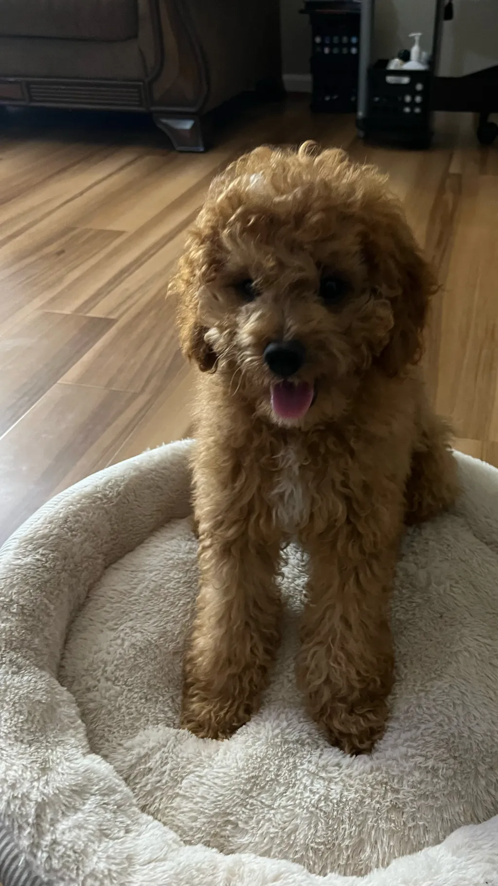 ai character: Charlie (My dog) background