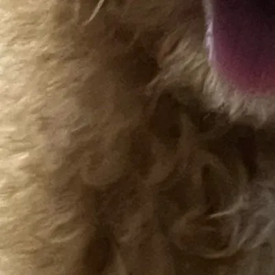 chat with ai character: Charlie (My dog)