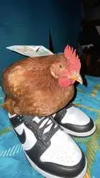 Talkie AI - Chat with Drippy Chicken