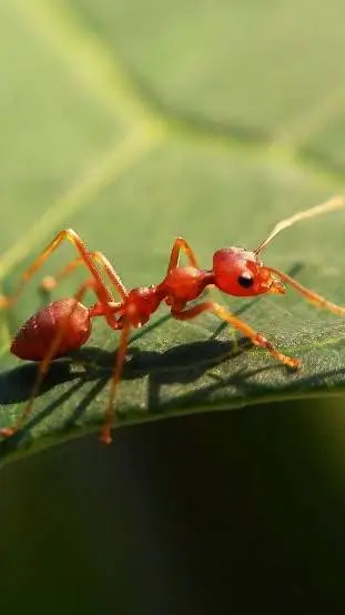 Talkie AI - Chat with Single Ant