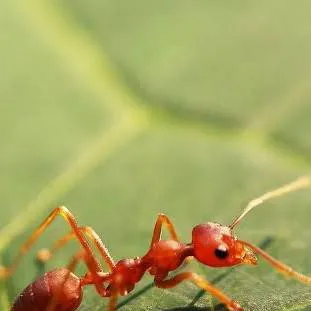 chat with ai character: Single Ant