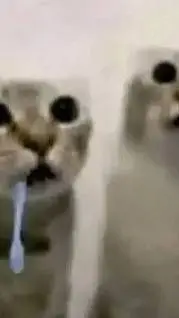 Talkie AI - Chat with Trio cat
