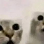 chat with ai character: Trio cat