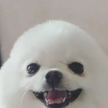 chat with ai character: dog egg😭🥚