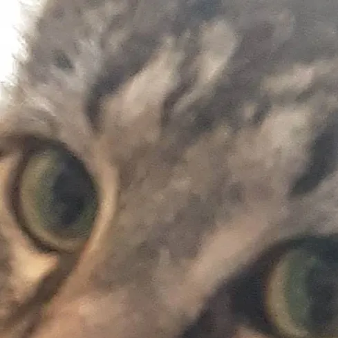 chat with ai character: kitty