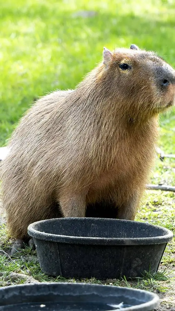 ai character: Captain Sweeper background