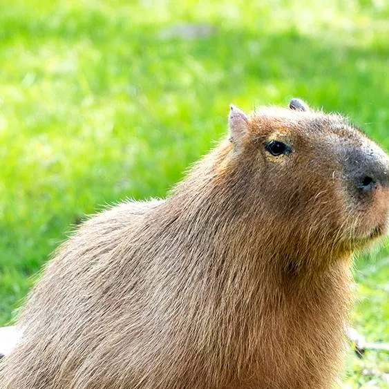 chat with ai character: Captain Sweeper