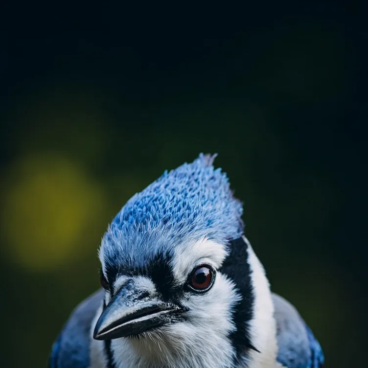 chat with ai character: Blue Jay