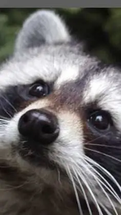 ai character: Raccoon  background
