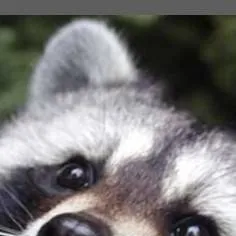 chat with ai character: Raccoon 