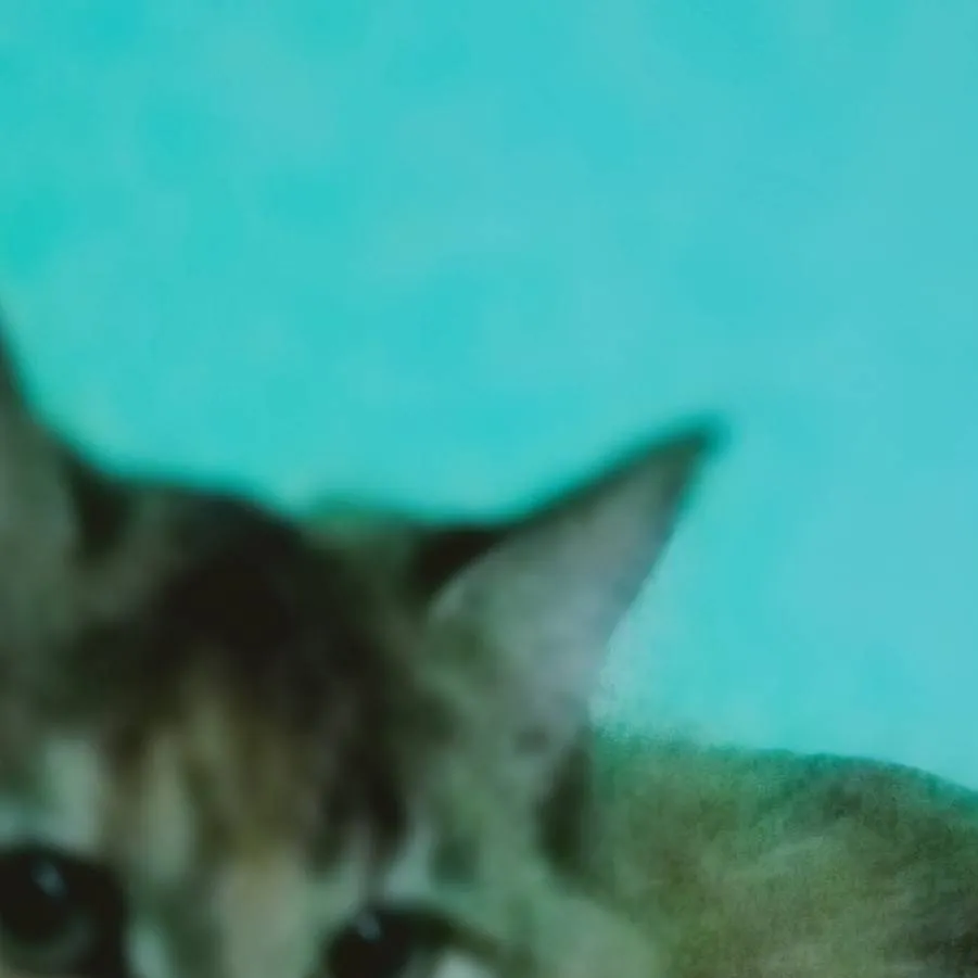 chat with ai character: tuna