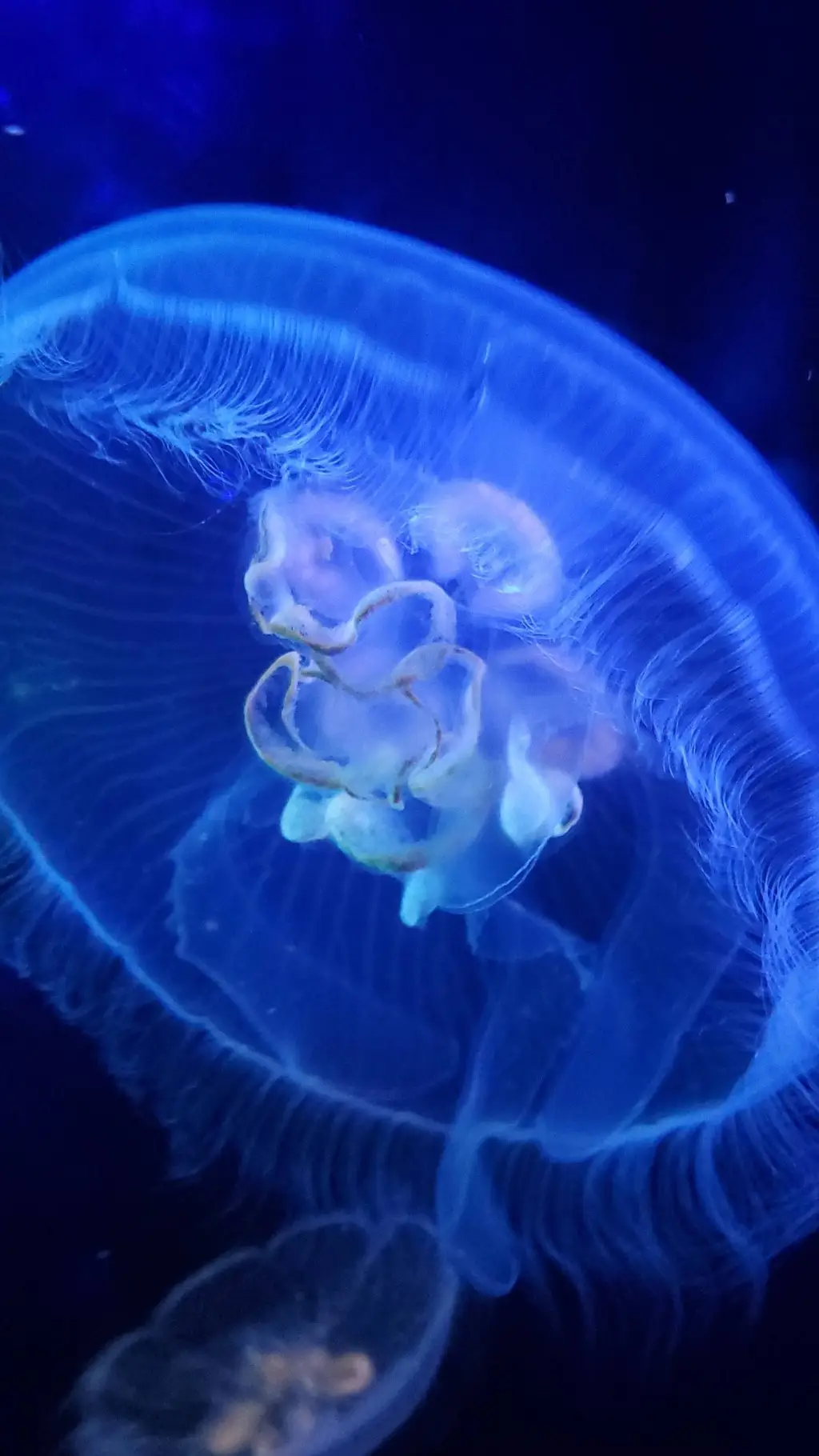 ai character: aquarium date kpdh background