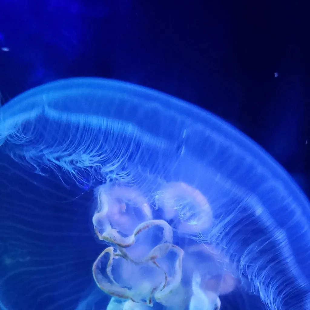 chat with ai character: aquarium date kpdh