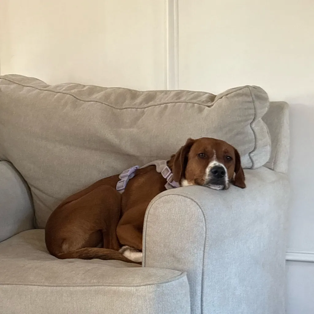 chat with ai character: Secret Agent 