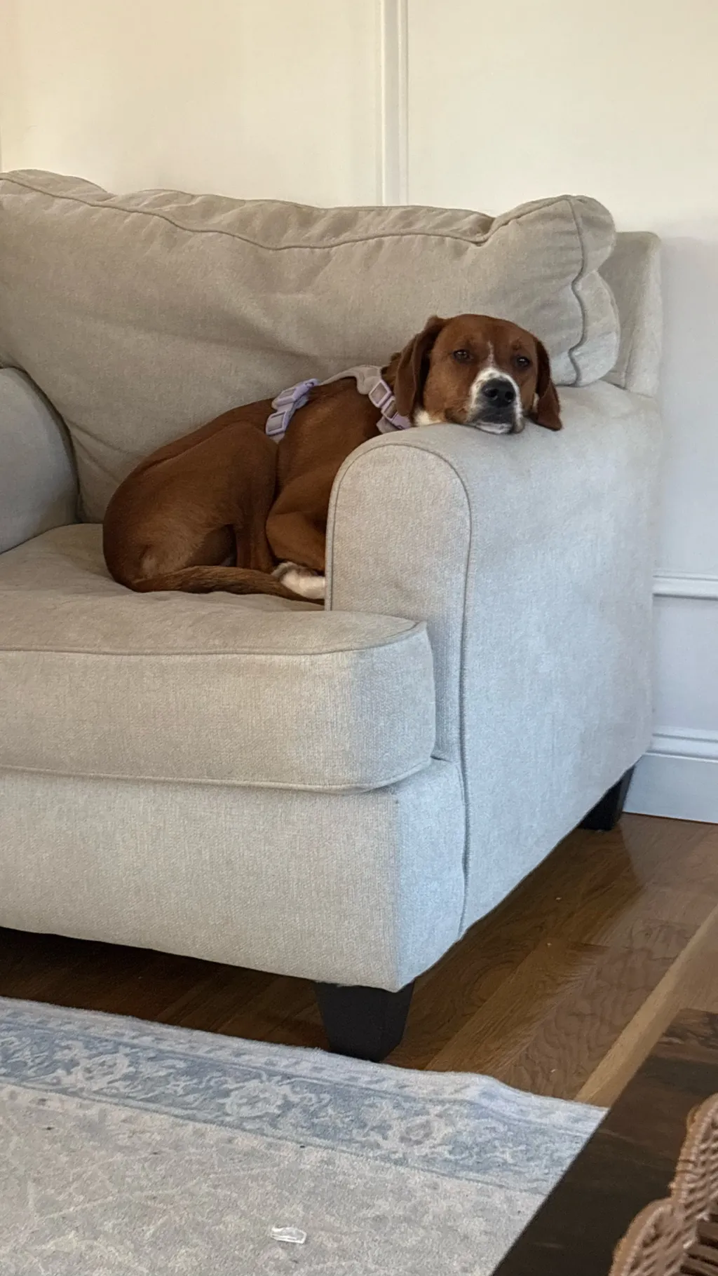 ai character: Secret Agent  background