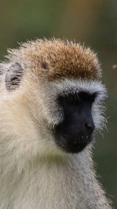 ai character: Monkey background