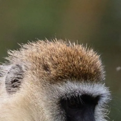 chat with ai character: Monkey