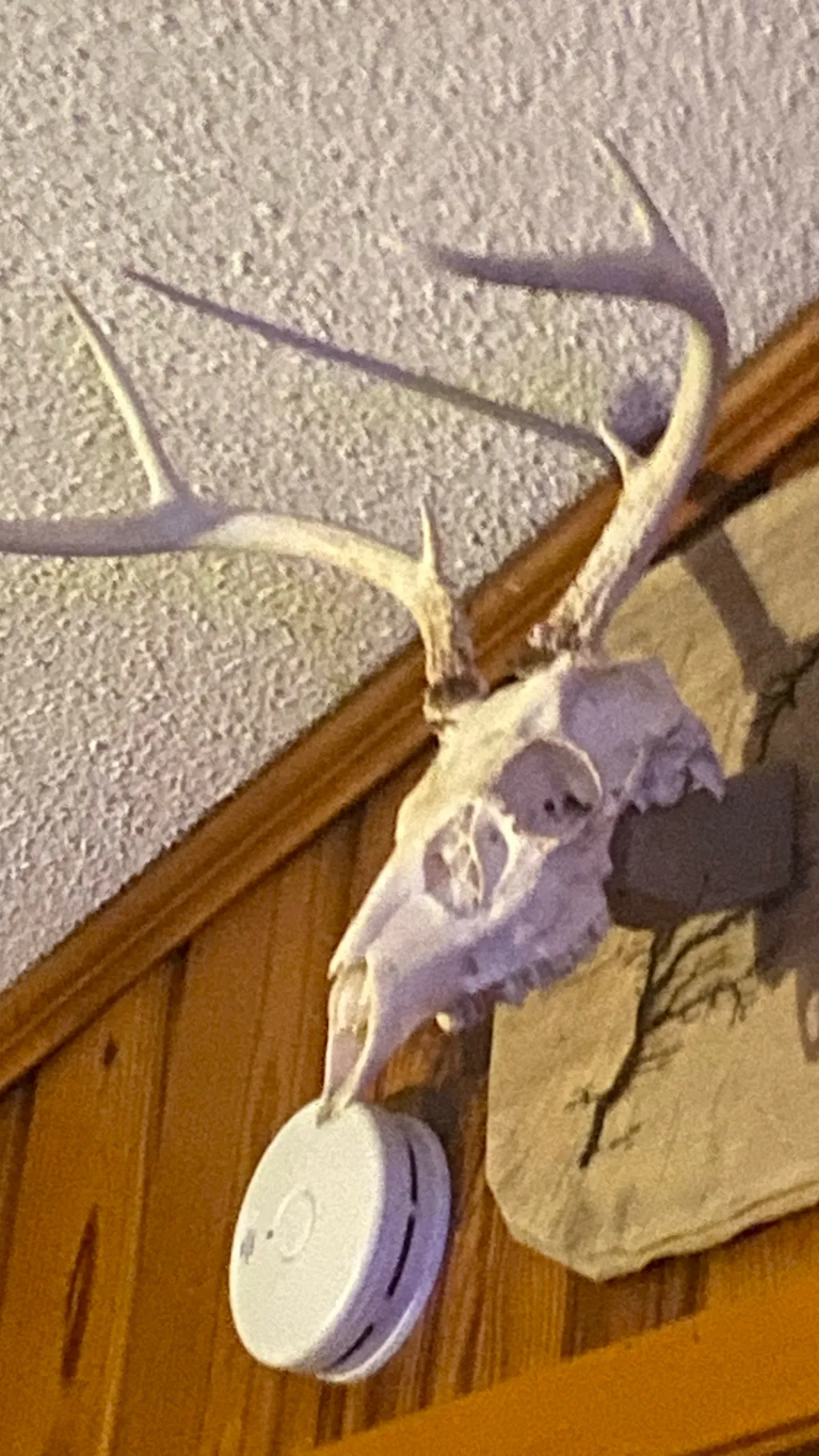 ai character: Deer taxidermy guy background